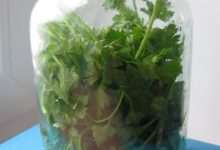 Photo of Как хранить зелень в холодильнике