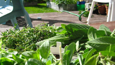 Photo of Как правильно хранить свежие травы